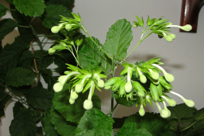  - B-clerodendroni