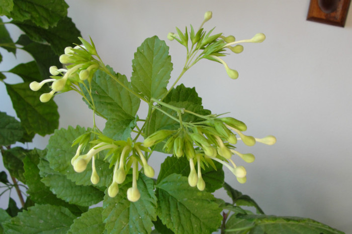  - B-clerodendroni