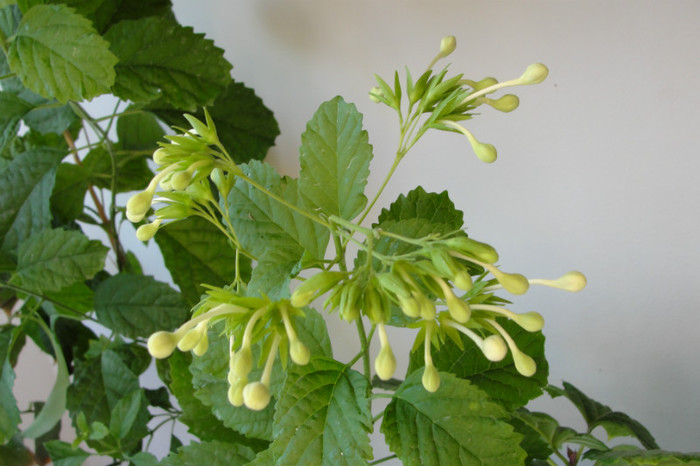  - B-clerodendroni