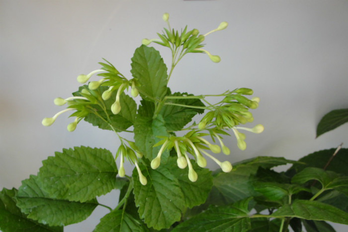  - B-clerodendroni