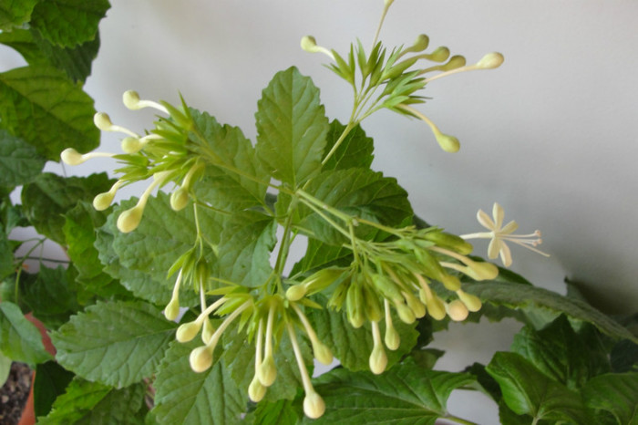  - B-clerodendroni