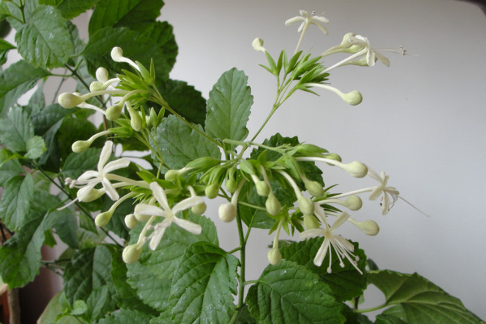 DSC06109 - B-clerodendroni