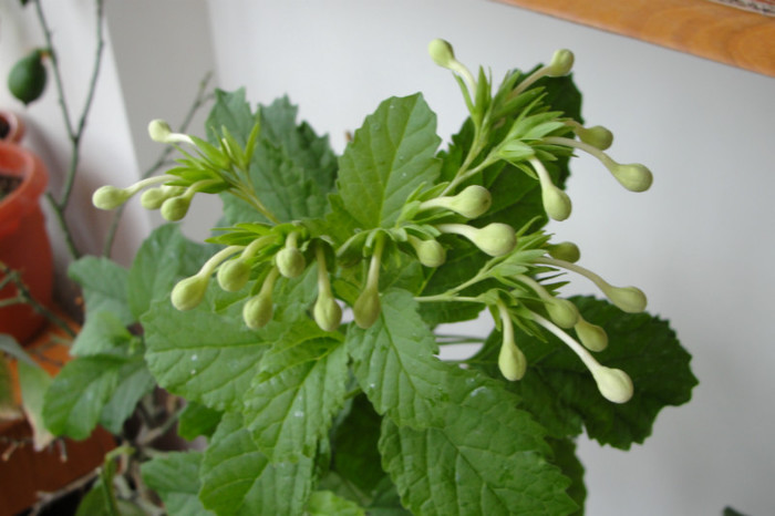  - B-clerodendroni