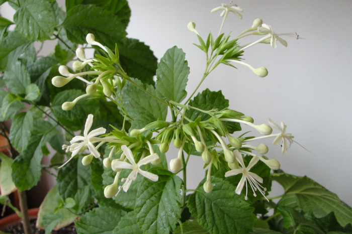  - B-clerodendroni