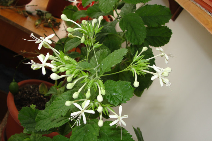  - B-clerodendroni