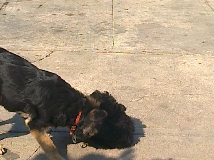 Fotografie0455 - vind ciobanesc german