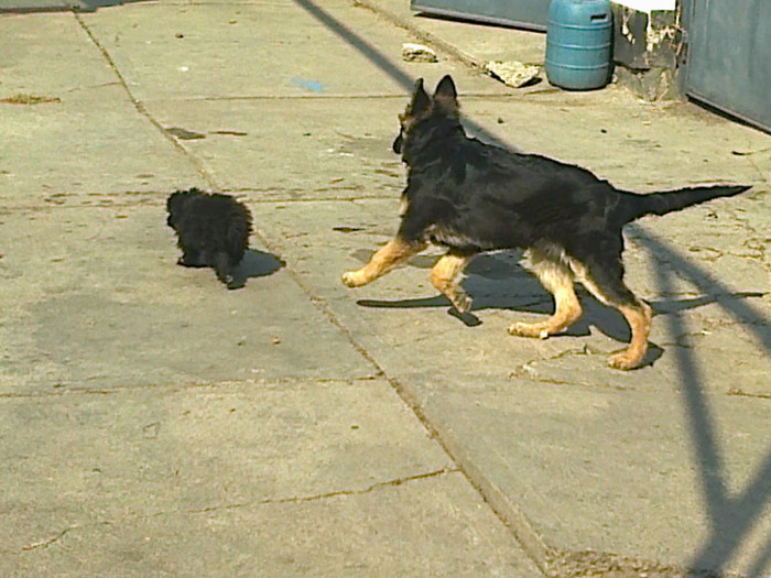 Fotografie0456 - vind ciobanesc german