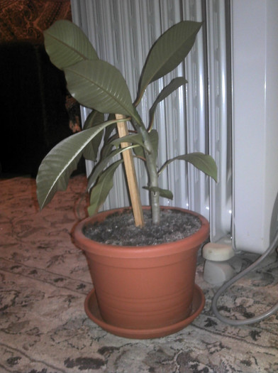 2012-10-21 09.14.57 - Plumeria