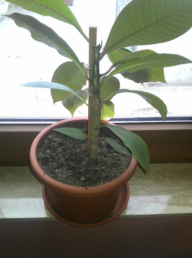 2012-10-21 09.31.03 - Plumeria