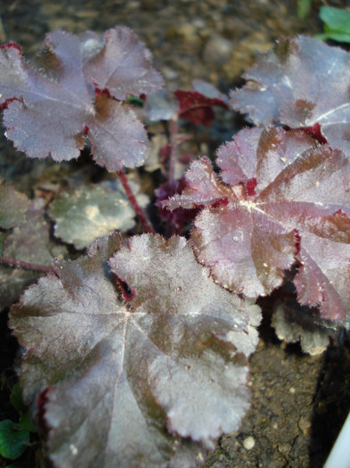 H. "Melting Fire" - Heuchera Heucherella si Hosta