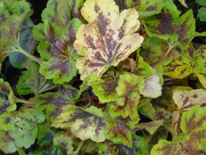 Heucherella "Solar Power" - Heuchera Heucherella si Hosta