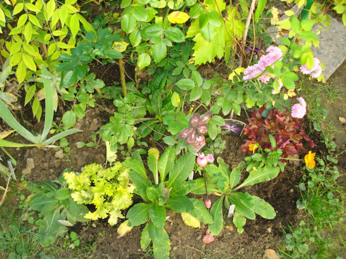 DSC09298 - Heuchera Heucherella si Hosta