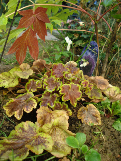 h. "Solar Eclipse" - Heuchera Heucherella si Hosta