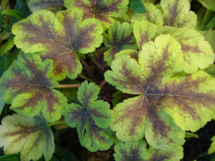 h. "Golden Zebra" - Heuchera Heucherella si Hosta