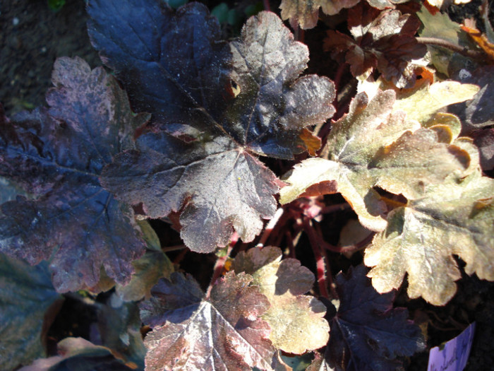 h. "Berry Fizz" - Heuchera Heucherella si Hosta