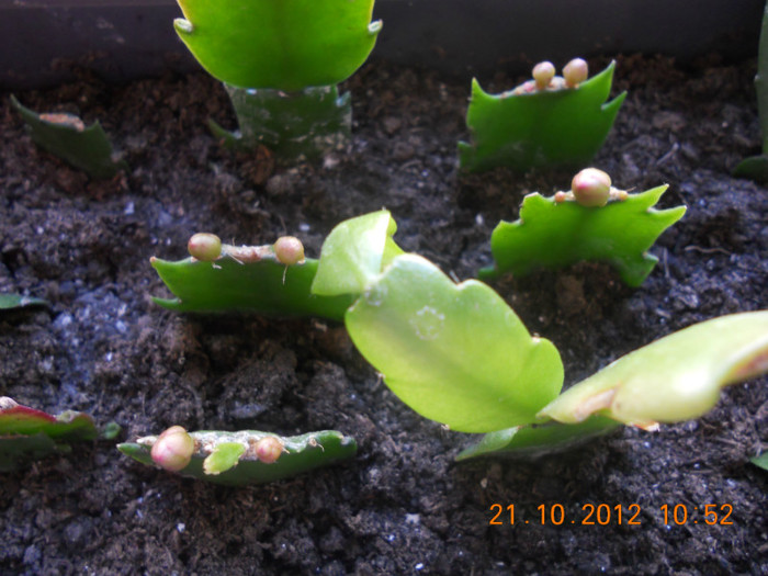 DSCN2231 - Schlumbergera 2012-2013