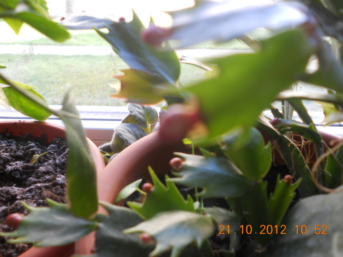 DSCN2232 - Schlumbergera 2012-2013