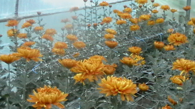 IMGA0388 - crizanteme fir
