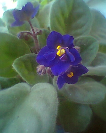 Photo^^0291 - violete de parma 2012