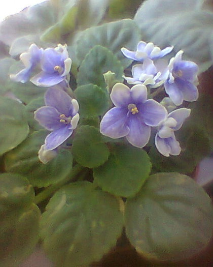 Photo^^0292 - violete de parma 2012