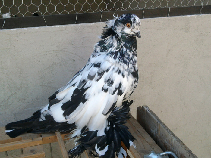 Fotografie6148 - 21-Urias Maghiar 2012-Magyar Orias