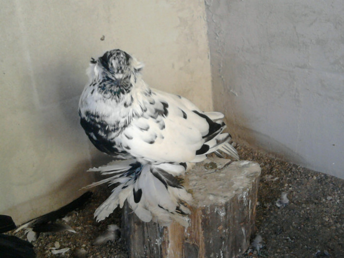 Fotografie6161 - 11-Adapost si Voliera Urias Maghiar
