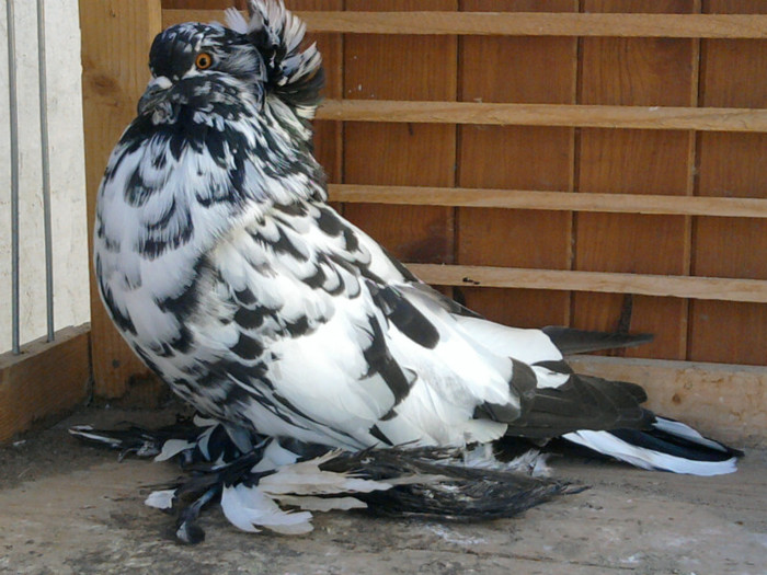 Fotografie6253 - 21-Urias Maghiar 2012-Magyar Orias