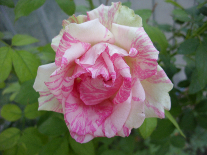 SDC14000 - Pink Intuition---Trandafir Artistic