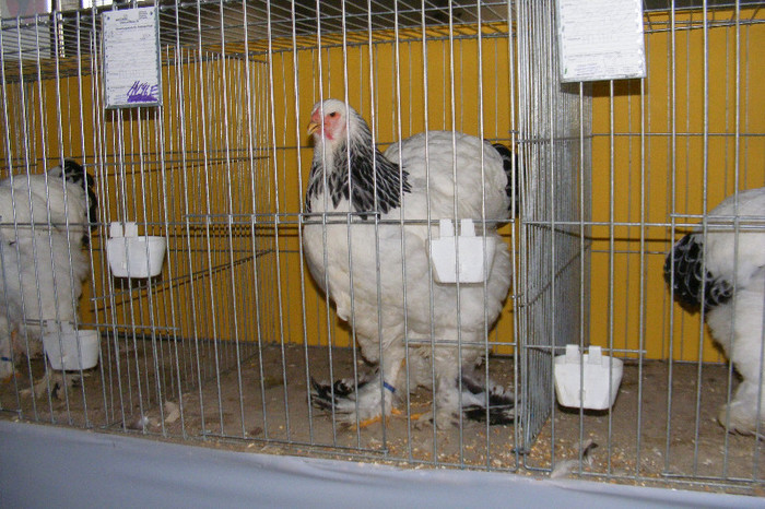 HANNOVER 2012 (47) - 91___NATIONALA DE TINERET HANNOVER 2013