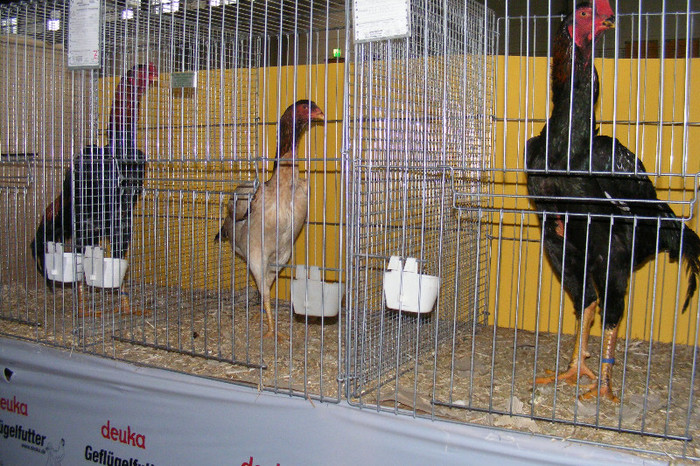 HANNOVER 2012 (57) - 91___NATIONALA DE TINERET HANNOVER 2013