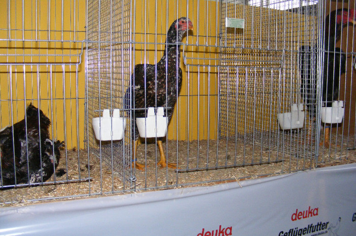 HANNOVER 2012 (58) - 91___NATIONALA DE TINERET HANNOVER 2013