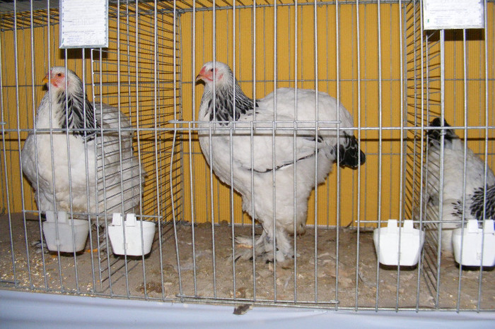 HANNOVER 2012 (61) - 91___NATIONALA DE TINERET HANNOVER 2013