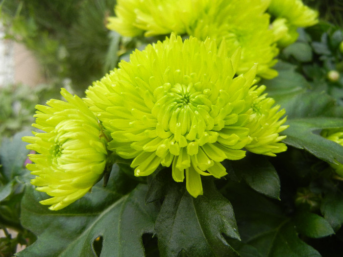 Chrysanth Green Valley (2012, Oct.21) - Chrysanth Green Valley