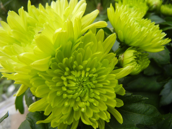 Chrysanth Green Valley (2012, Oct.21)