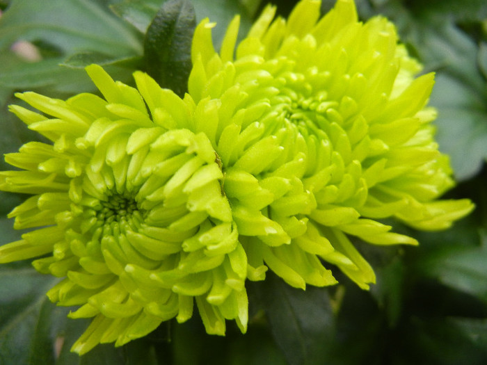 Chrysanth Green Valley (2012, Oct.21) - Chrysanth Green Valley