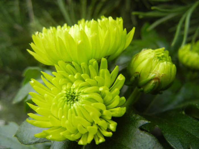 Chrysanth Green Valley (2012, Oct.21) - Chrysanth Green Valley