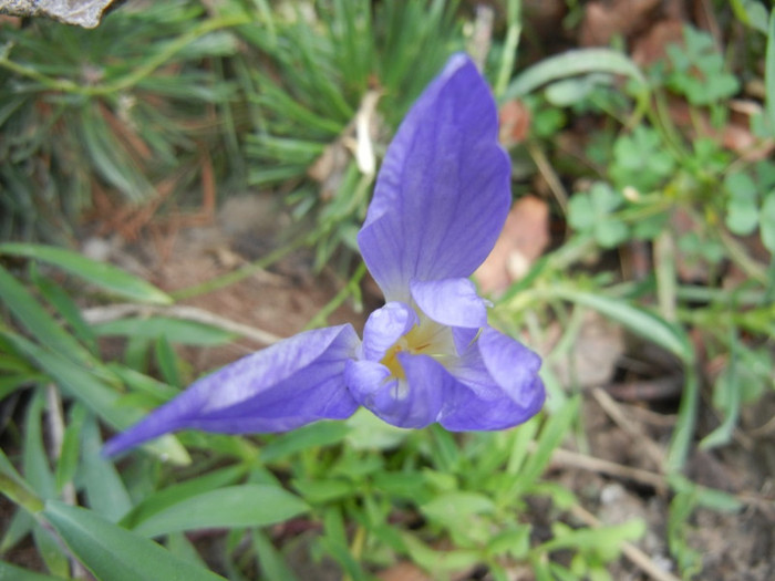 Crocus speciosus (2012, October 21) - CROCUS Speciosus