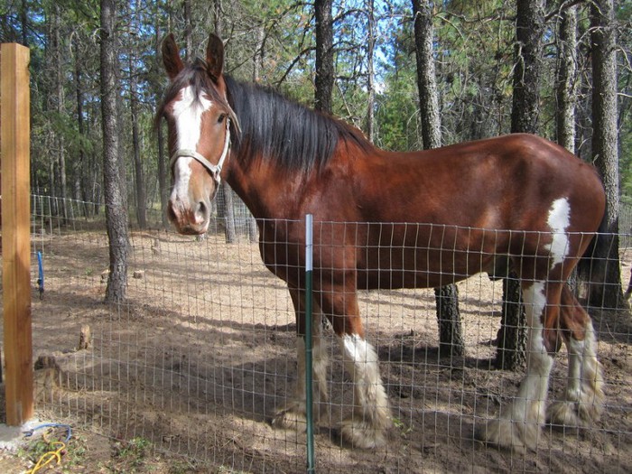 clydesdale_by_little_broy_peep_inc-d5dhjls - Horses