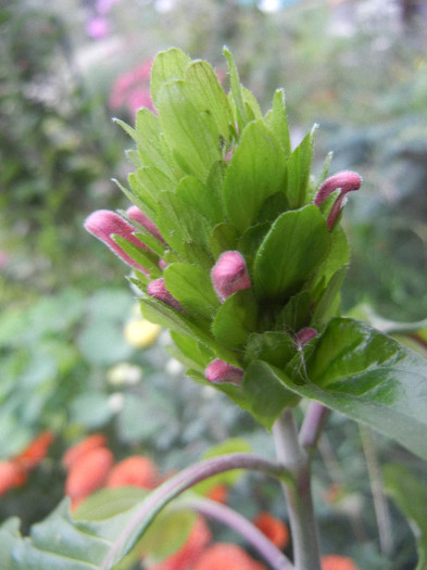 Brazilian Plume Flower (2012, Oct.21) - Justicia carnea