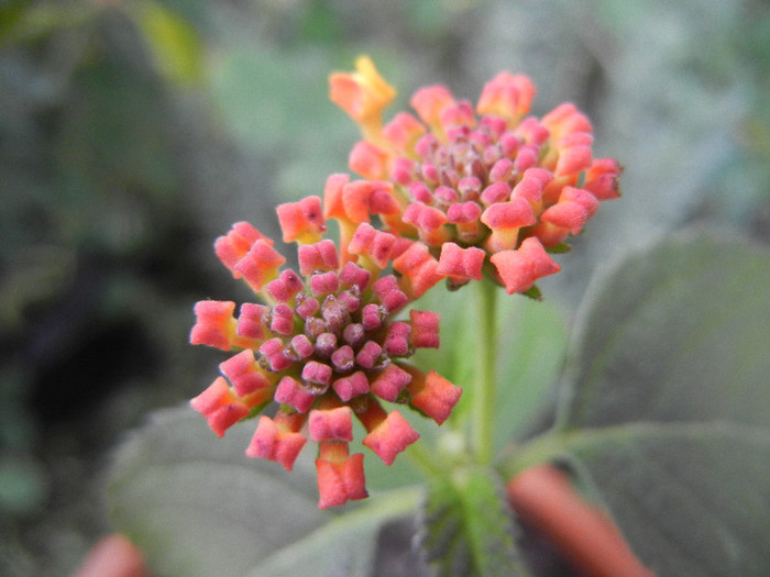 Lantana camara (2012, Oct.21)