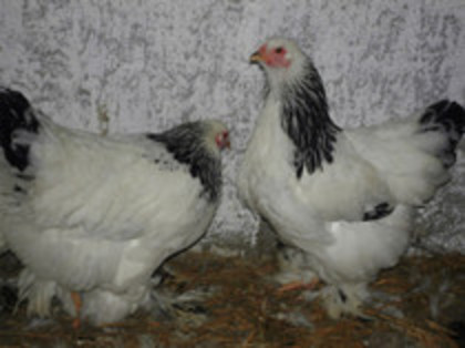 62425513_ZCZQHYH3 - Brahma Herminat Deschis 2012