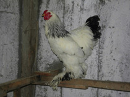 62425590_AYSRRQI3 - Brahma Herminat Deschis 2012