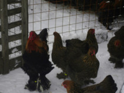 62375475_XYDRANJ3 - Brahma Potarnichiu 2012