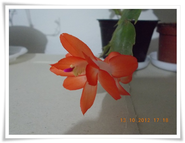 DSCN0279 - flori diverse