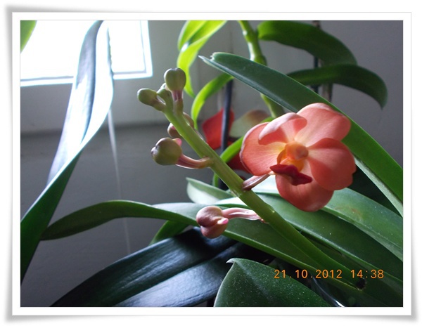 DSCN0390 reinflorita - Orhidee 2012