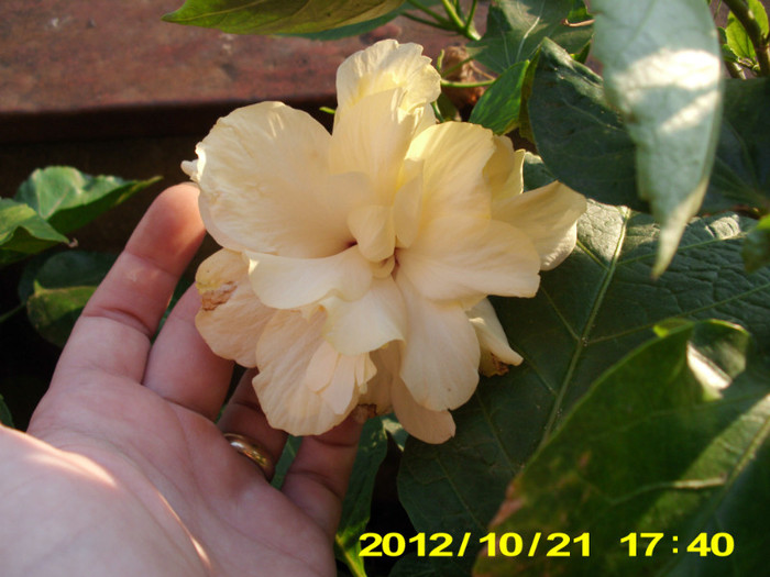 dublu alb  in nuante de toamna - hibiscus