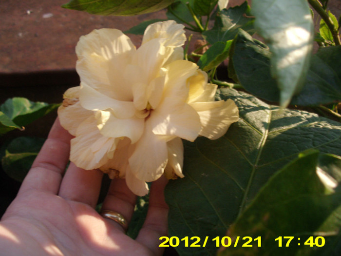 Picture 127 - hibiscus