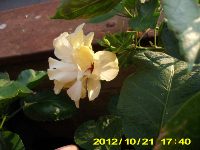 Picture 128 - hibiscus