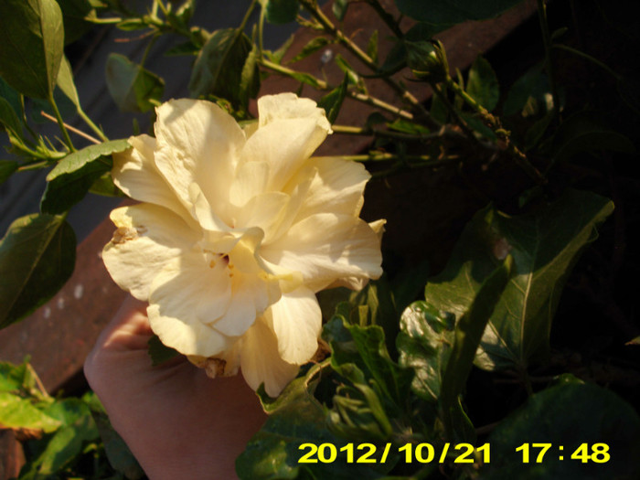 Picture 130 - hibiscus