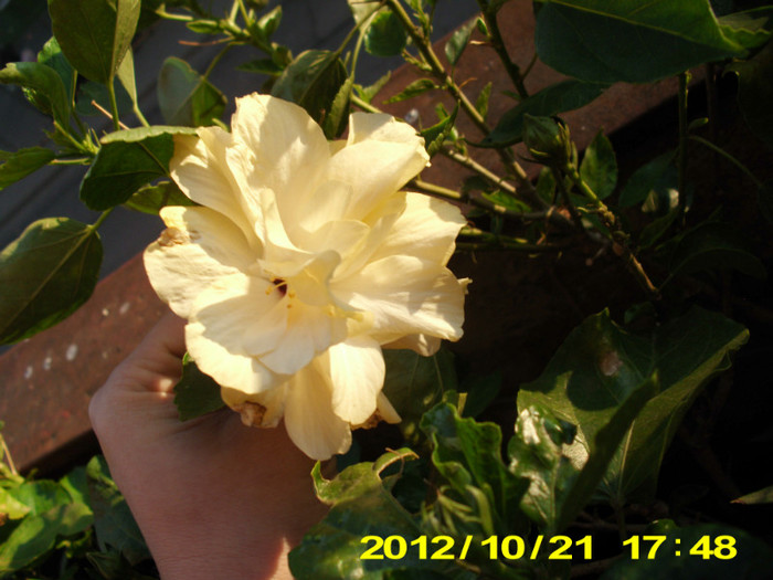 Picture 129 - hibiscus